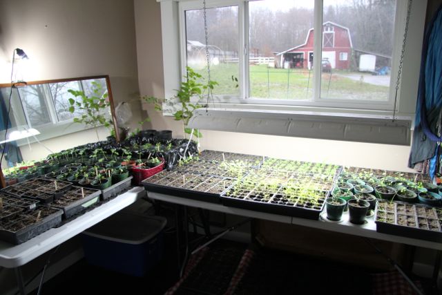 Our old bedroom (sunniest room in the house) is being used to raise warmth-loving seedlings.