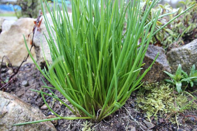The chives in our herb spiral are looking (and tasting) scrumptious.