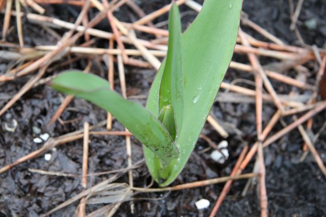 Tulips are coming along nicely (we're hoping to have some cut ones for sale at our booth at the upcoming Earth Day Farmers Market!).