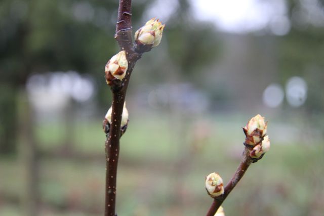 And so are the fruit trees (this is one of our pear trees).