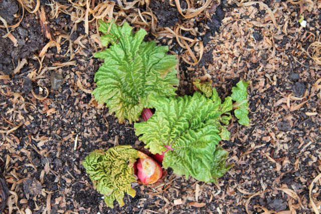 The rhubarb has emerged.