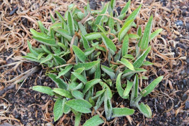 Our fave permaculture super plant comfrey is popping up everywhere we transplanted it last year (blog post on the awesomeness of comfrey coming soon).