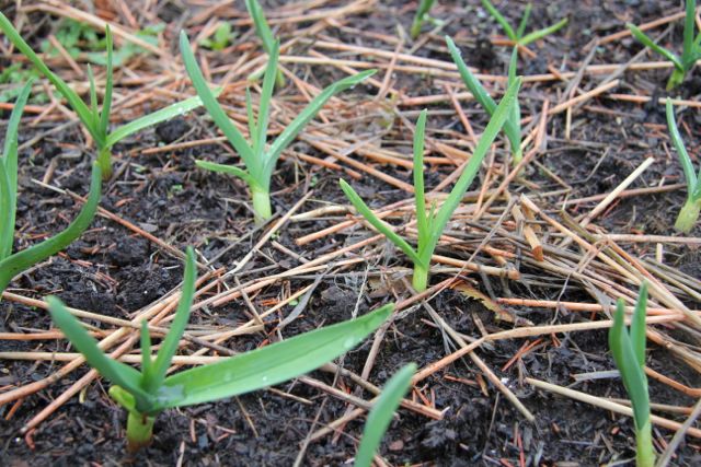 The garlic is looking great!