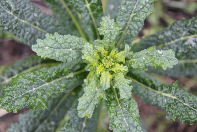 The winter kale is growing new leaves.
