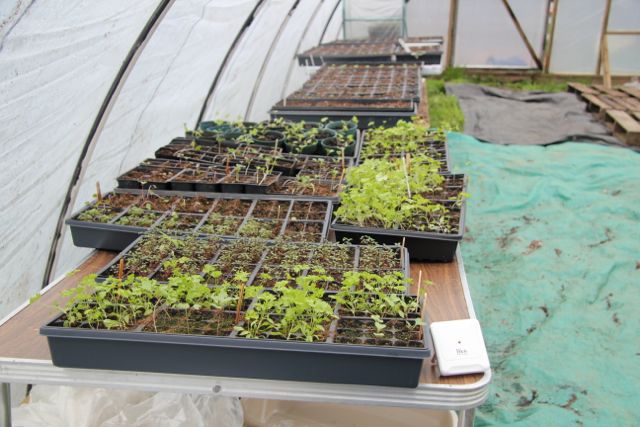 While the new polytunnel is filling up!