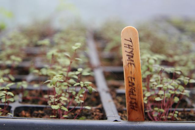 and English thyme.