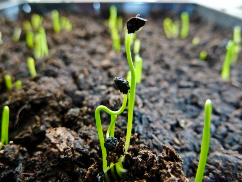 Leek_seedlings-8x6