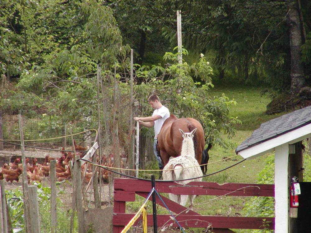 Llamahorse