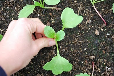 Radish