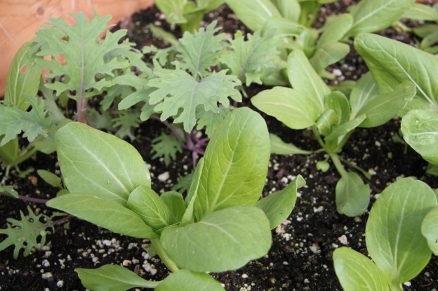 Check out how awesome our bok choi and kale seedlings are looking in their cold frame!