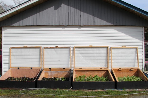 The south-facing side of the garage presented a great opportunity to take advantage of one of the warmest and most protected spots on the property. It was also a totally unused space that was just begging for attention :) It provided us with approximately 20' length x 4' depth of cold frame growing space.