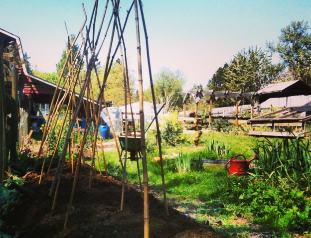 A corner of our garden, recently fitted with bamboo teepees for our pole beans.